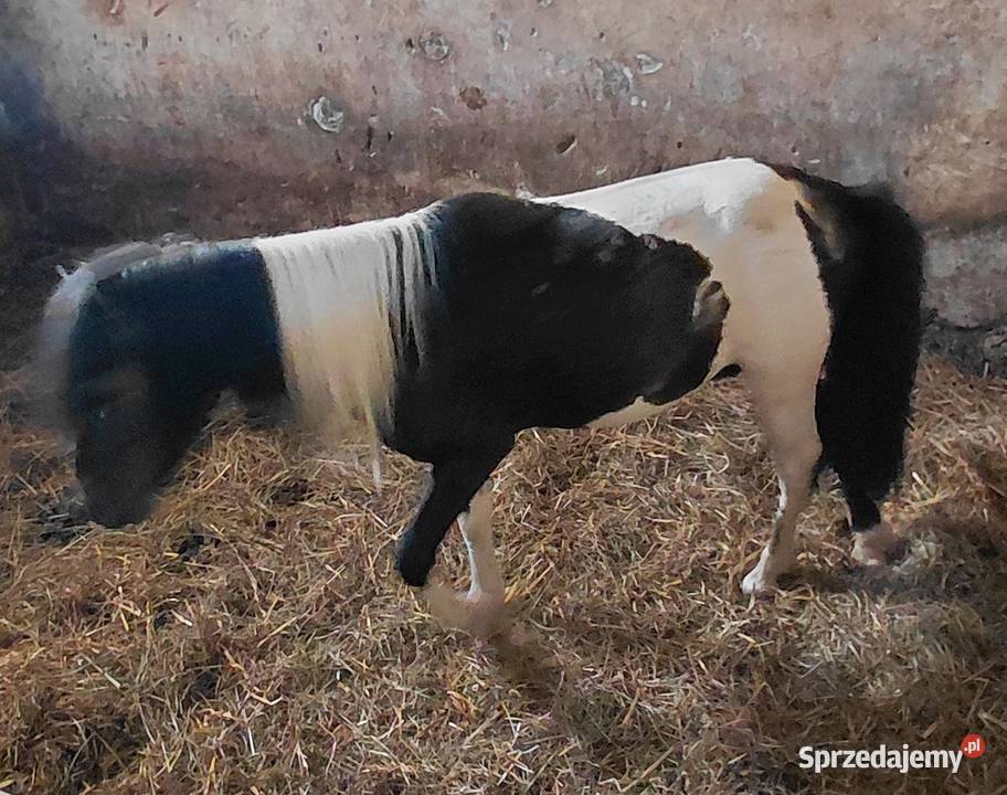 Koń Kuc Ogier 2lata Katarzyn sprzedam