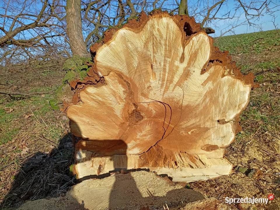 Drewno akacja Głubczyce