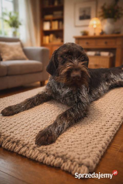 Wyżeł niemiecki szorstkowłosy suka warmińsko-mazurskie Święta Lipka