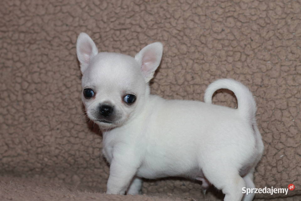 Chihuahua z prawdziwym rodowodem ZKwP FCI Świnoujście