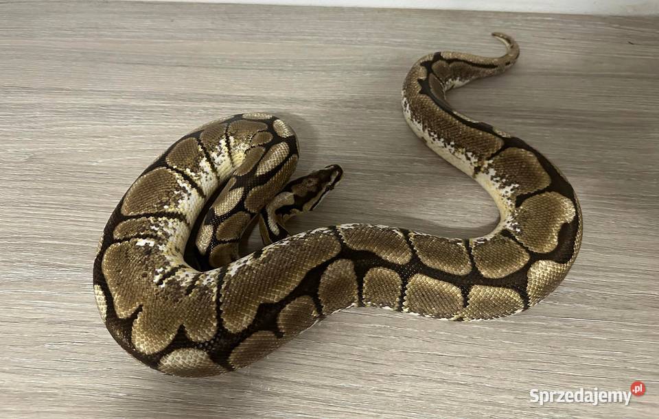 Pytony Królewskie Regius Gady i płazy Kalwaria Zebrzydowska