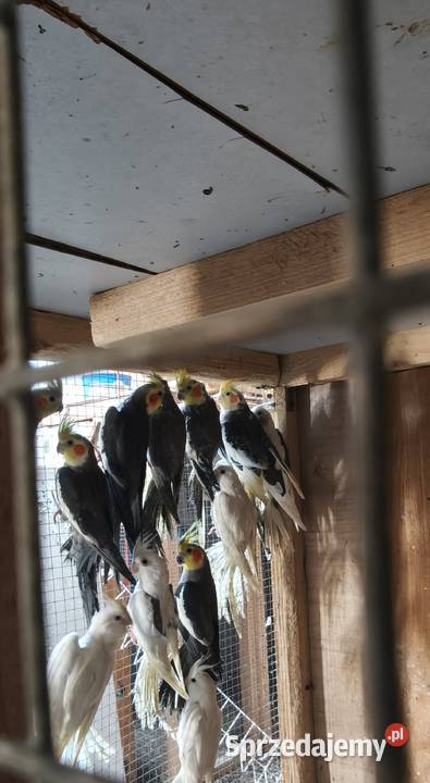 Papugi nimfy małopolskie