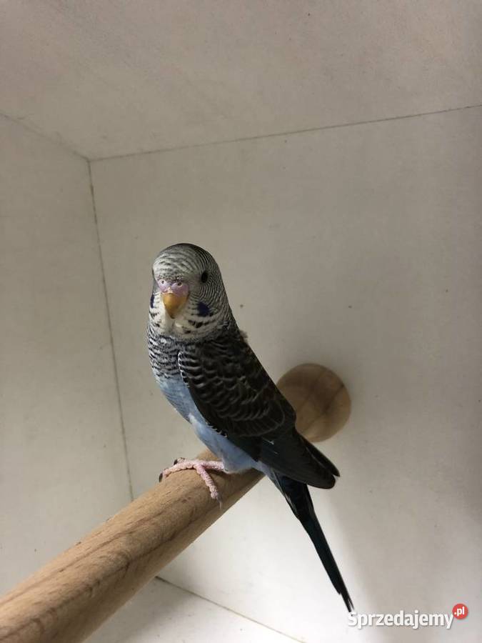 Papugi Faliste BlackWingSzpalt na BW Jedlicze sprzedam