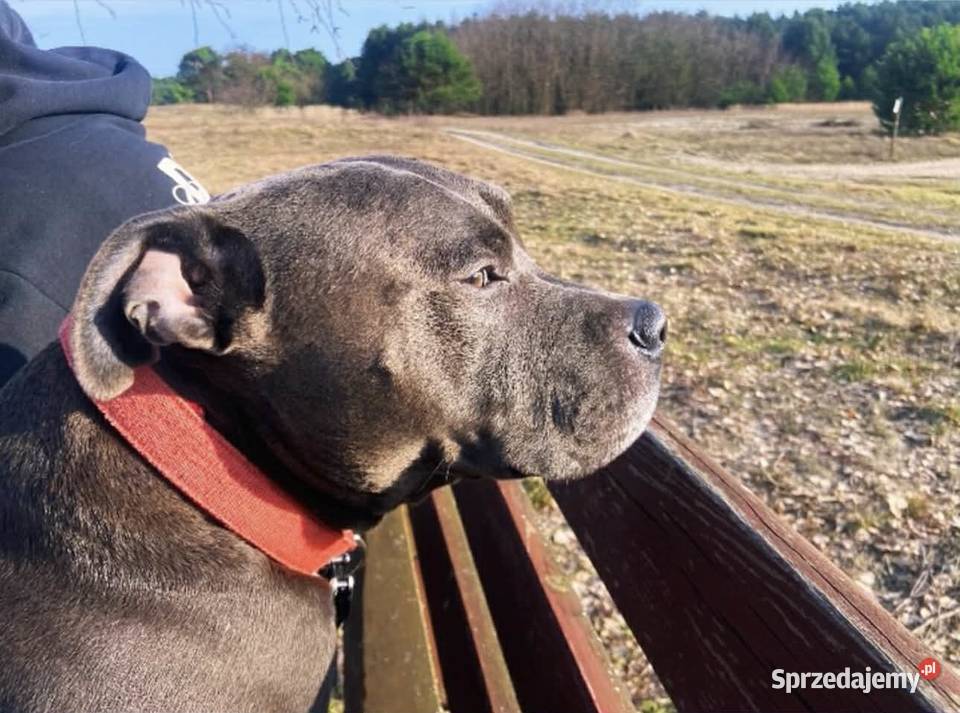 Pięknymocnejbudowy Amstaff zaprasza suczki Jędrzejów