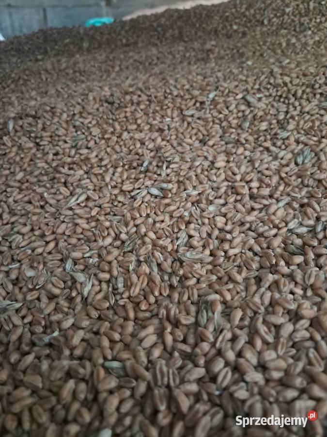 Pszenica jara Aura Pińczów sprzedam