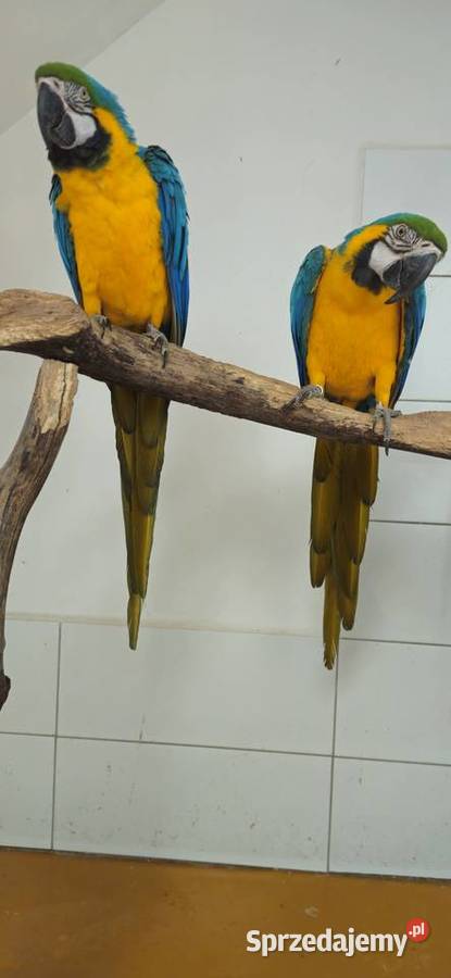 Ara Ararauna Para legowa z 2010 śląskie sprzedam