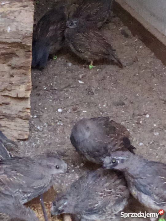 Przepiór kalifornijski Syców