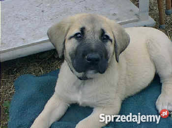 Owczarek AnatolijskiAnatolian