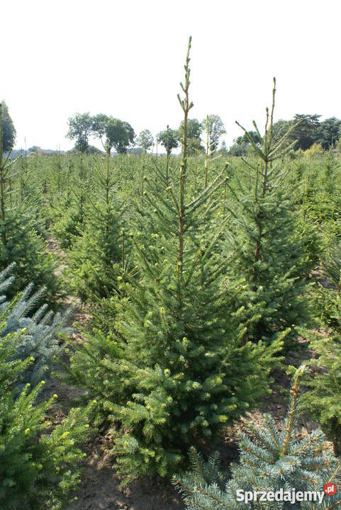Choinki Świąteczne HURTDETAL mazowieckie Pułtusk
