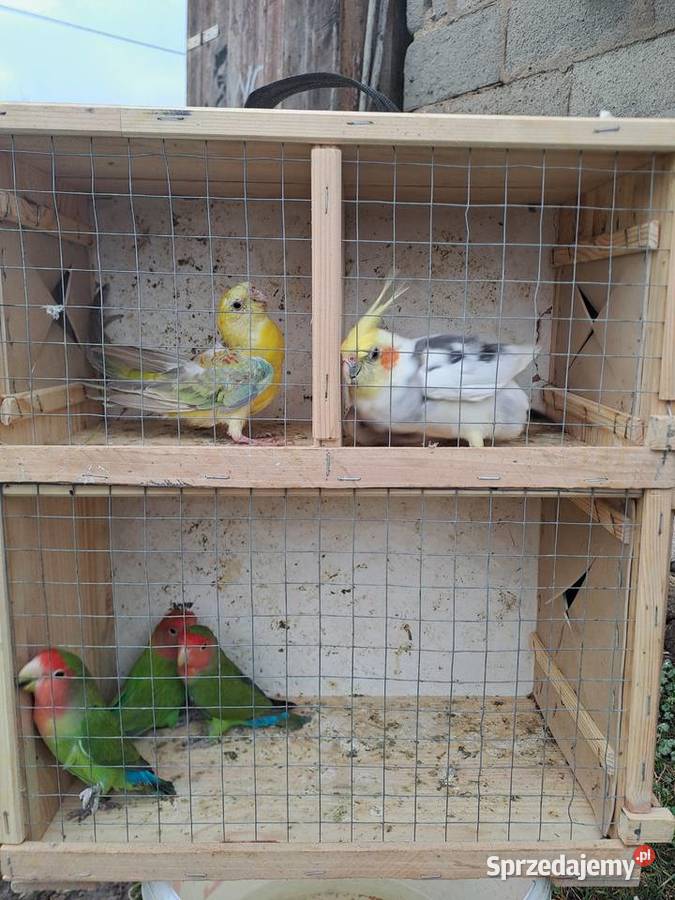 Sprzedam papugi wielkopolskie Marcinów