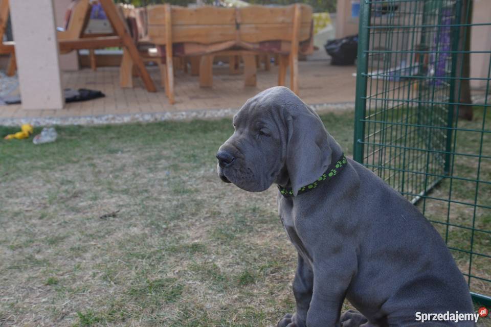 Dog Niemiecki błękitne Psy Katowice