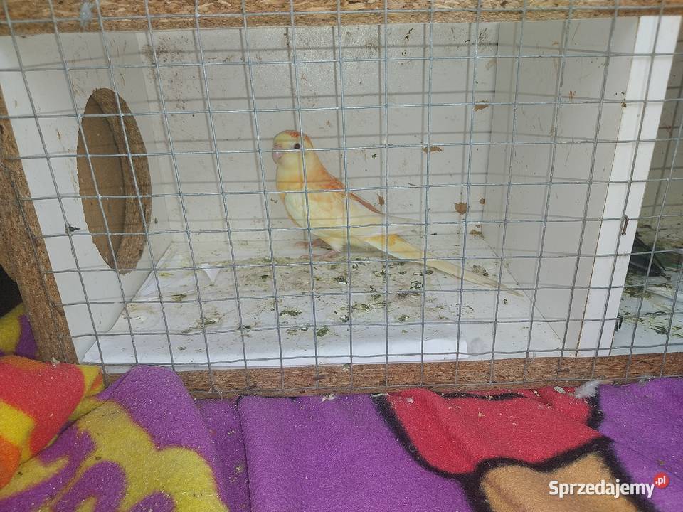 PAPUGI ROZELLA ŚWIERGOTY NIEROZŁĄCZKI FALISTE Sochaczew