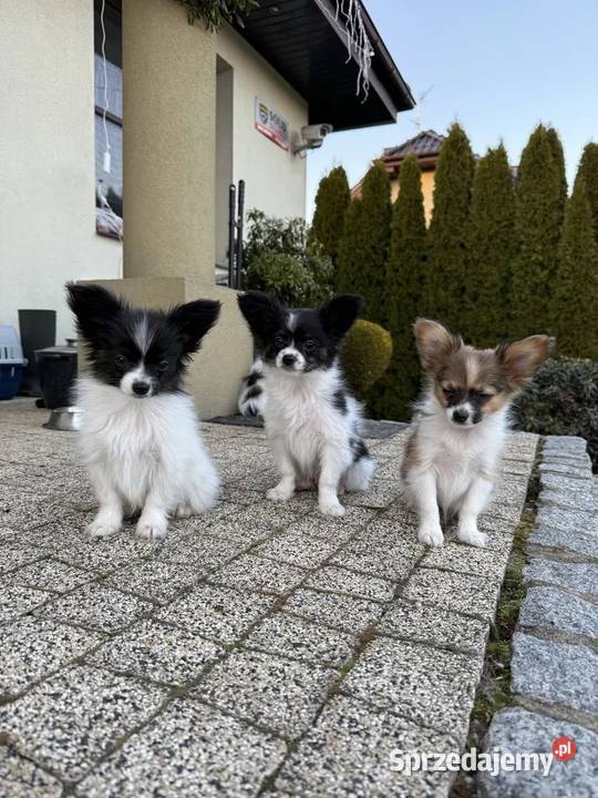 Papillon szczeniak spaniel kontynentalny Dudki
