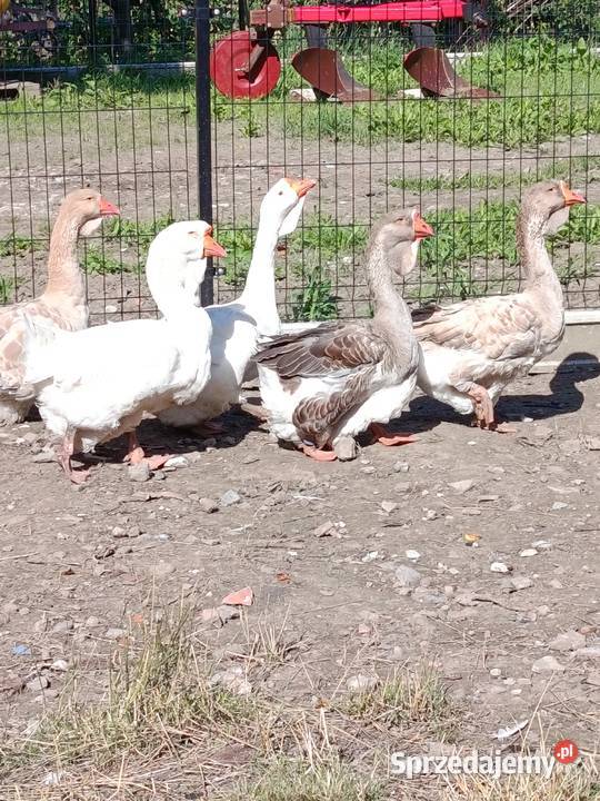 sprzedam gęsi holmogory Uście Solne