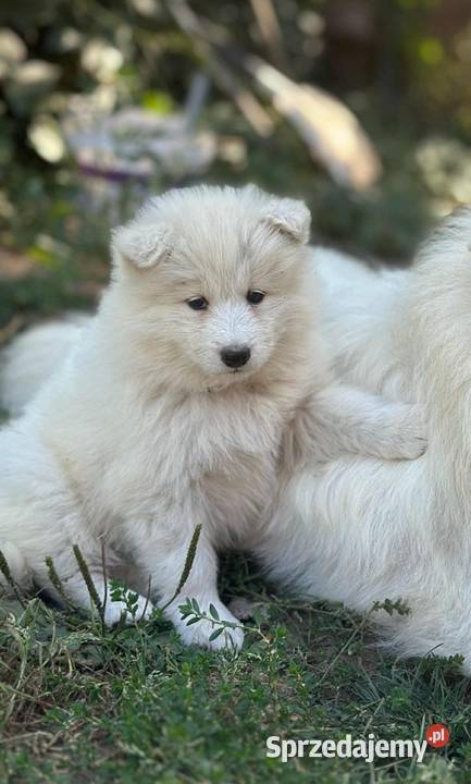 Samojed Samoyed Zapraszamy Pszczyna