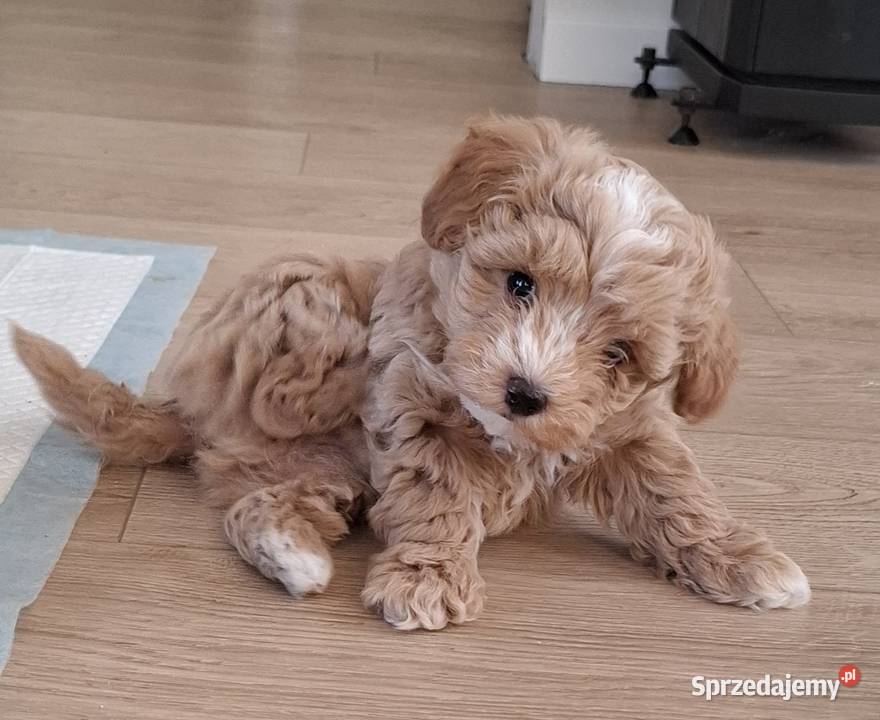 Maltipoo 10tyggotowe do nowego domuinteligencja Łowicz