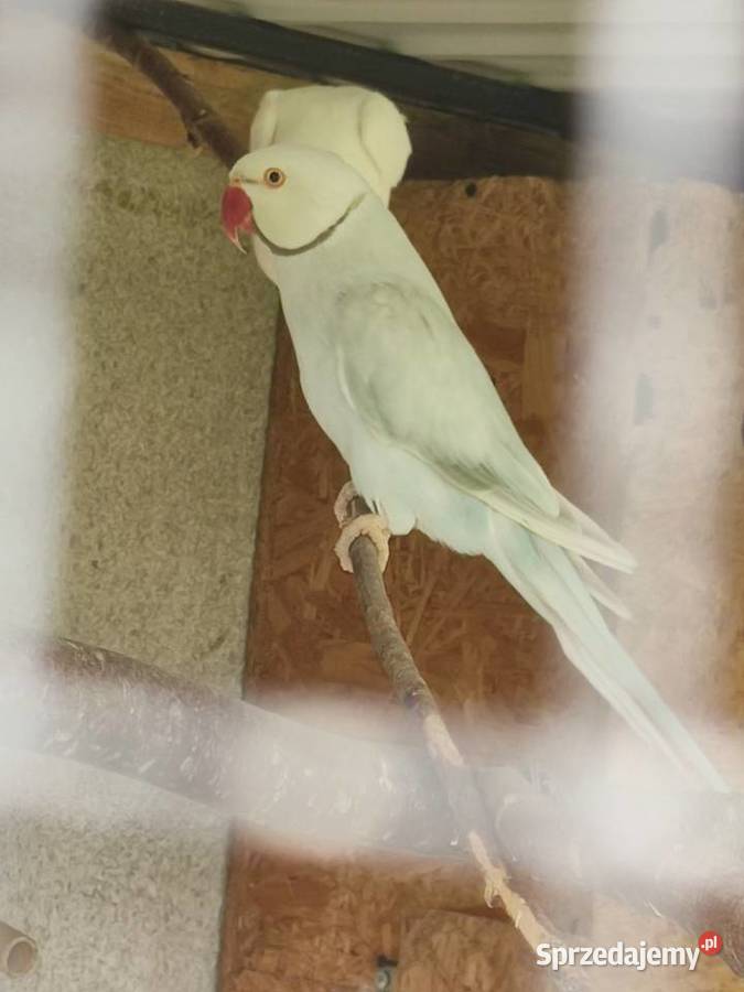 Sprzedam parę aleksandretty obrożnej lacewing i Widawa