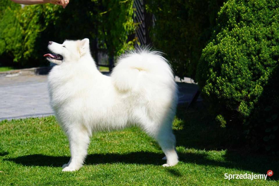 Samoyed Szczeniaczki MIOT ZIMA 2023 FCI ZKwP Grywałd sprzedam
