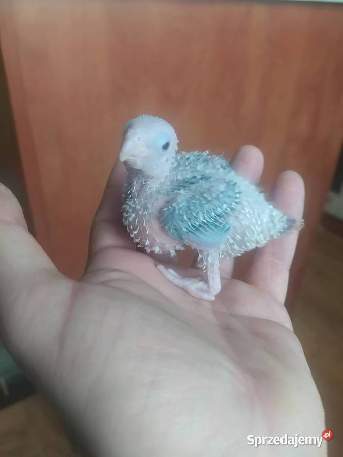 Papugi Rudosterki Ręcznie karmione sprzedam