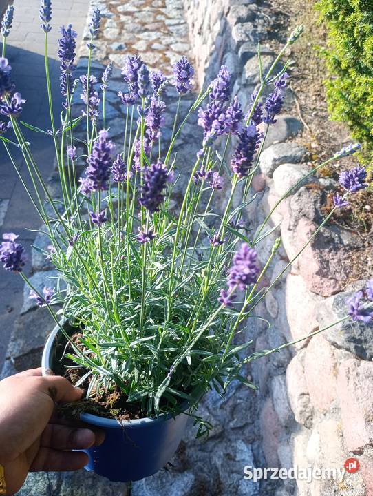 Lawenda lekarska Lawendula Angustifolia Blue Starczewice sprzedam