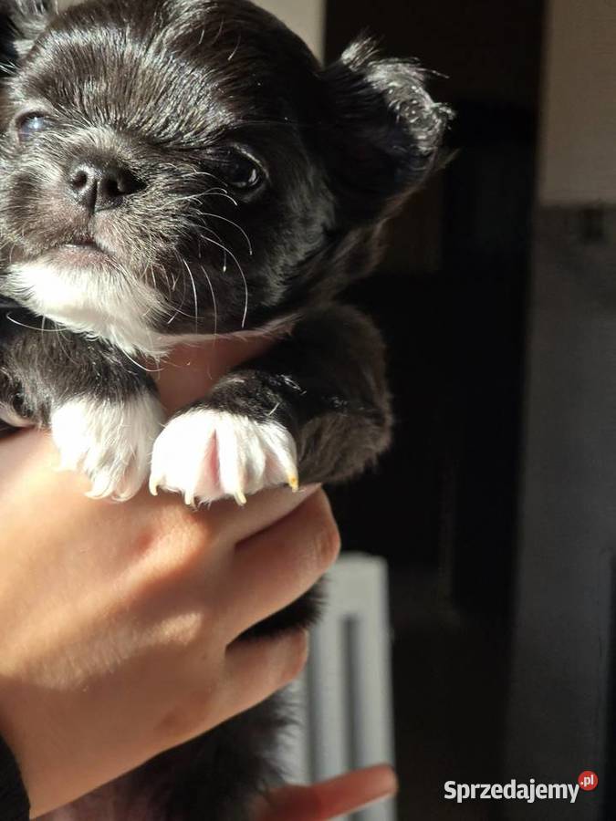 Chihuahua Czarna Maleńka Sunia Bielsko-Biała