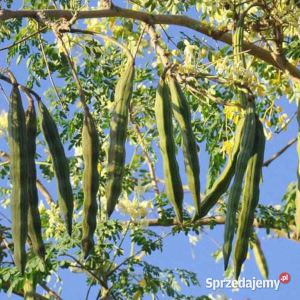 MORINGA OLEJODAJNA Moringa oleifera NASIONA 100g Lubanie