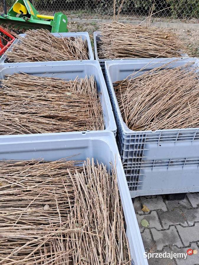 Sprzedam zrazy patyki tisel Pozostałe Puławy