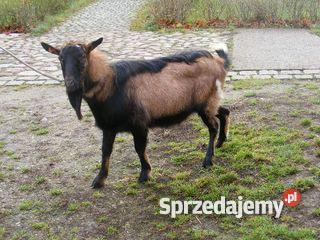 zdrowy bezrożny 4miesięczny koziołek alpejski d Suwałki
