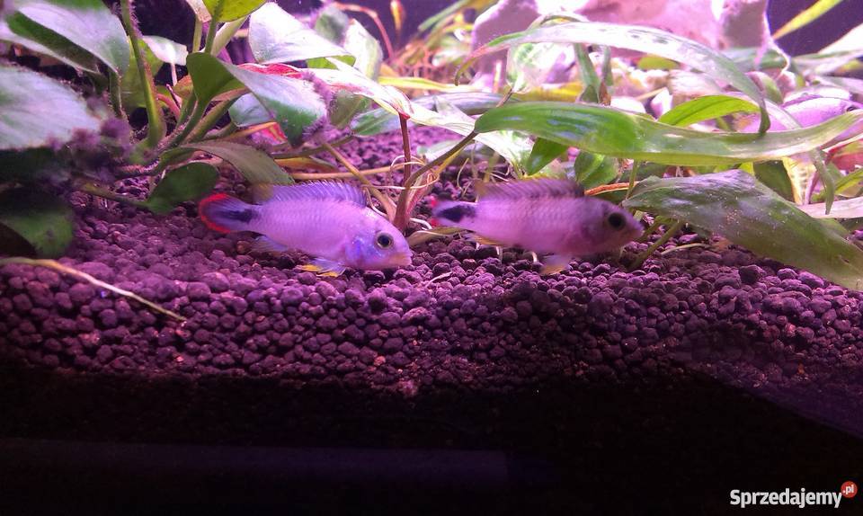 Apistogramma Panduro łódzkie Łódź