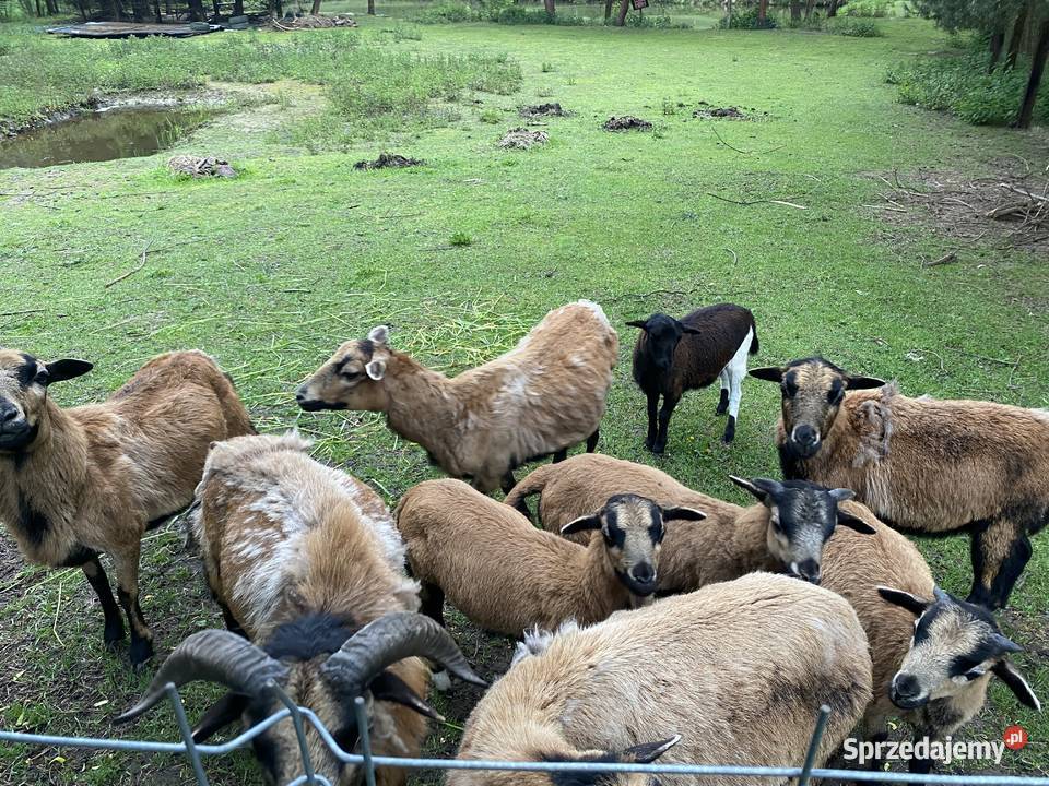 Barany kamerunskie małopolskie Buchcice