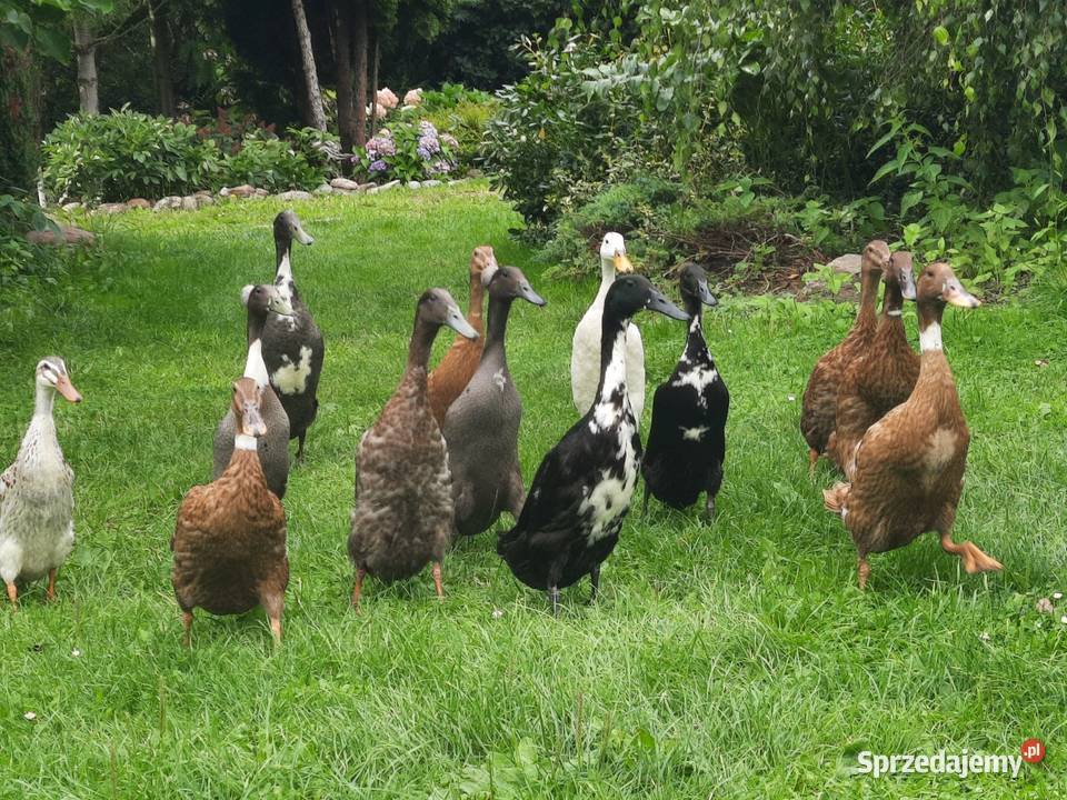 Jaja lęgowe kaczek biegusów z czubem pomorskie Lisewiec sprzedam