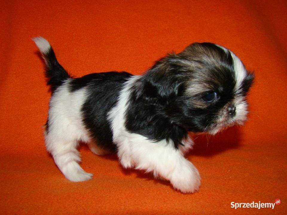 Shih Tzu Urocze Szczeniaczki Maleńkich sprzedam