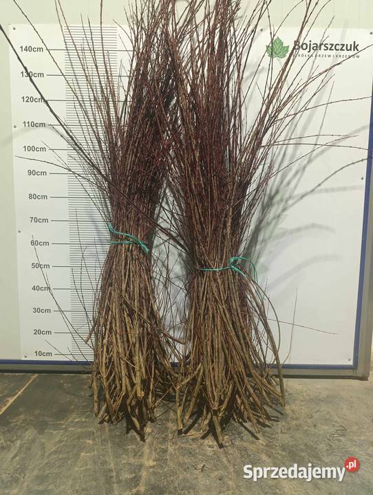 Zrazy sztobry patyki kije wierzby do szczepienia lubelskie Końskowola