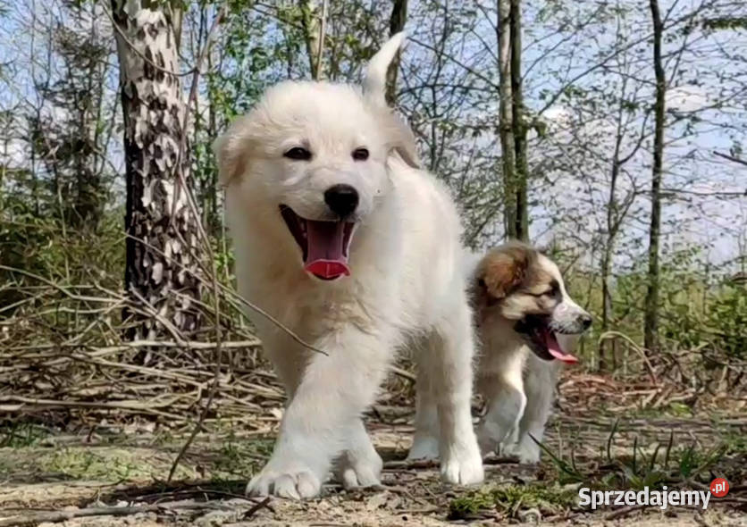 Rasowa suczka XJA eered Border Collie z pełną podkarpackie Iwonicz