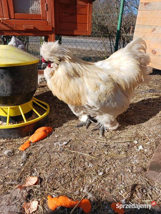 Sprzedam koguty rasy Silka Drób i ptactwo wielkopolskie Smyczyna
