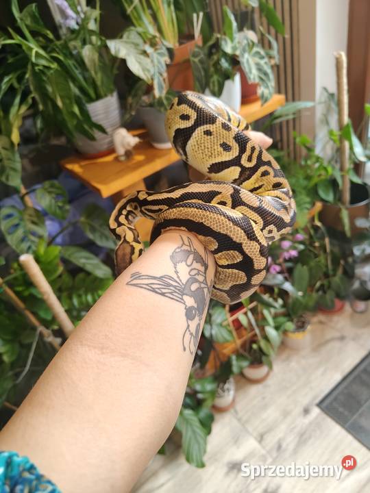 Samica python regius pastel het clown z 2022 Łaziska Górne