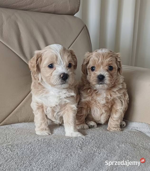 Śliczne Maltipoo F1