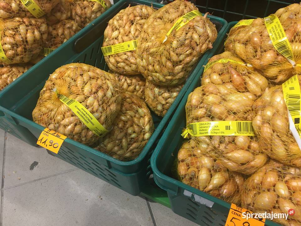 Cebula dymka Lubartów