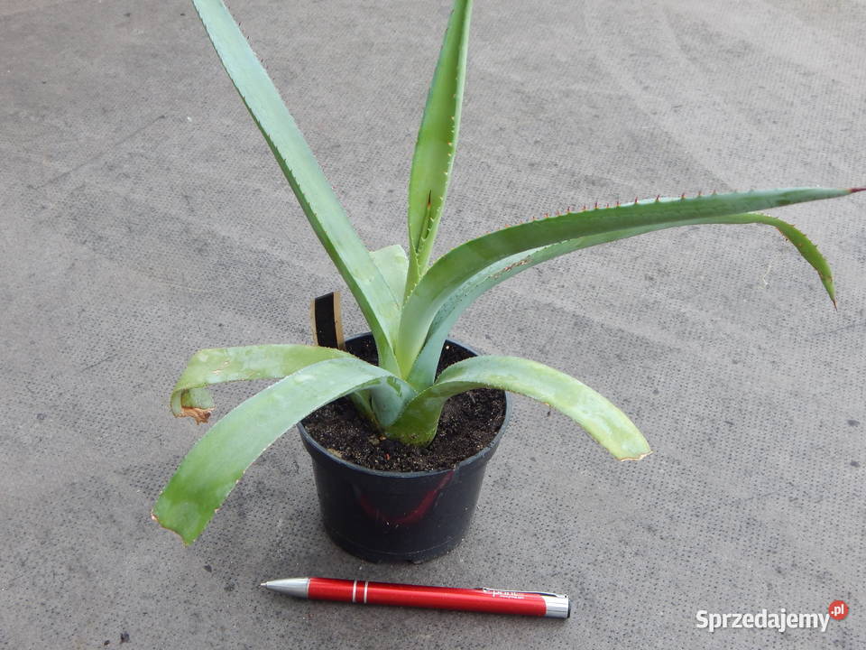 Żadka agawa kolekcjonerska z Meksyku Agave aurea Kraków
