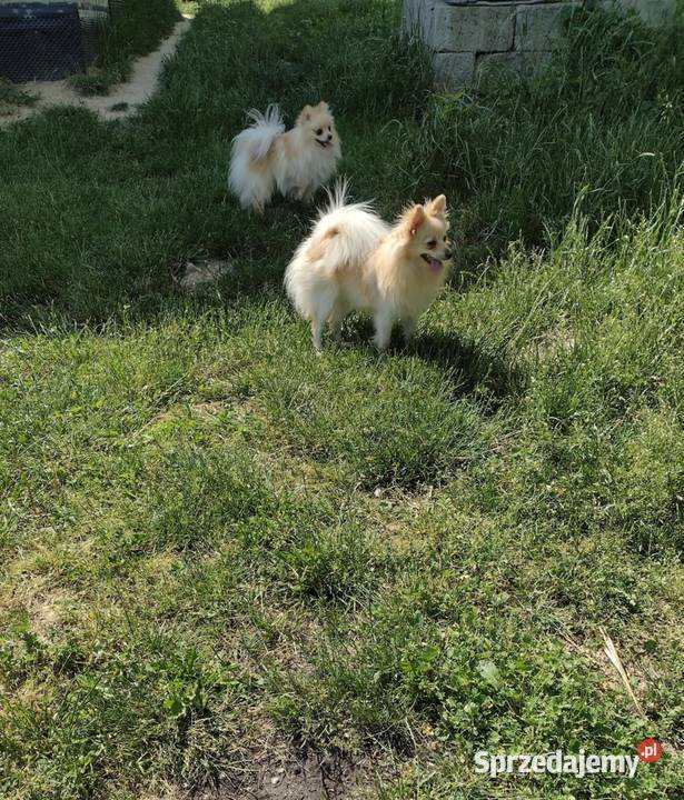 szpic miniaturowy suczka świętokrzyskie Skalbmierz