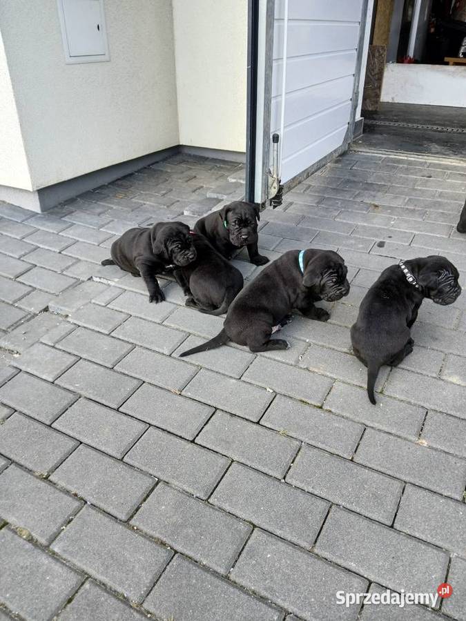 Cane Corso Italiano małopolskie Zadroże