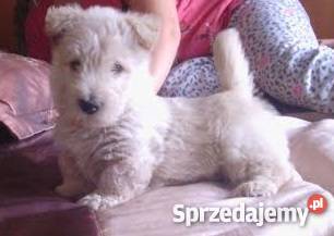 Terierki szkockieczarne westy Stargard Szczeciński