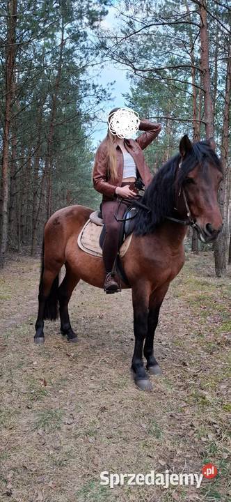 Kuc kucyk koń hucuł wałach Bydgoszcz