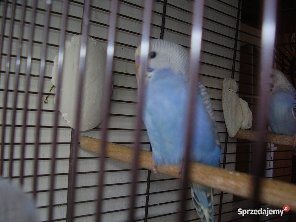 Papużki faliste dwumiesięczne i starsze sprzedam małopolskie Kraków