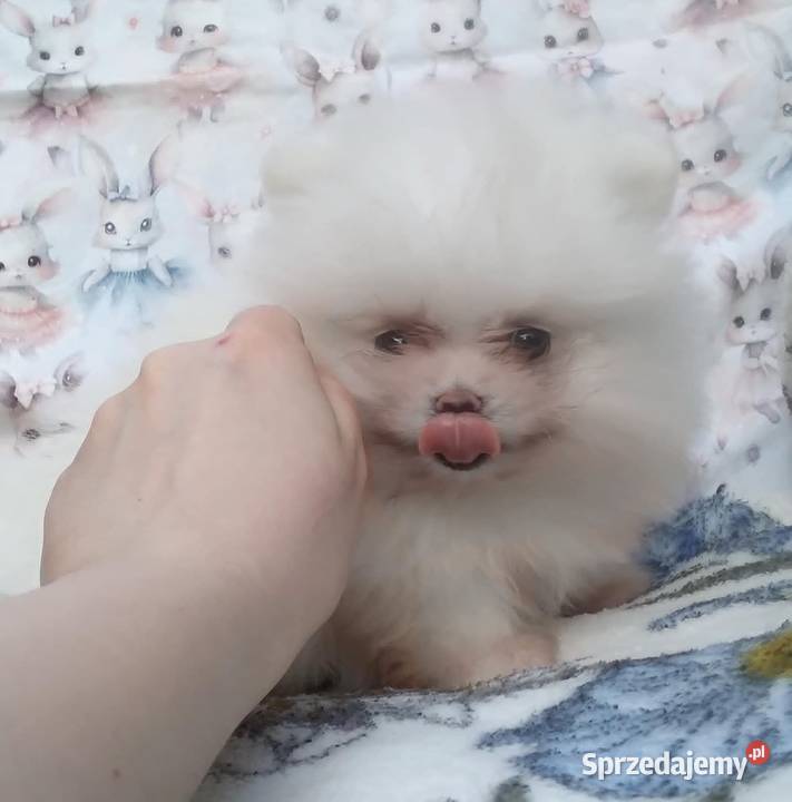 Pomeranian szpic miniaturowy cudowna MALUTKA Warszawa