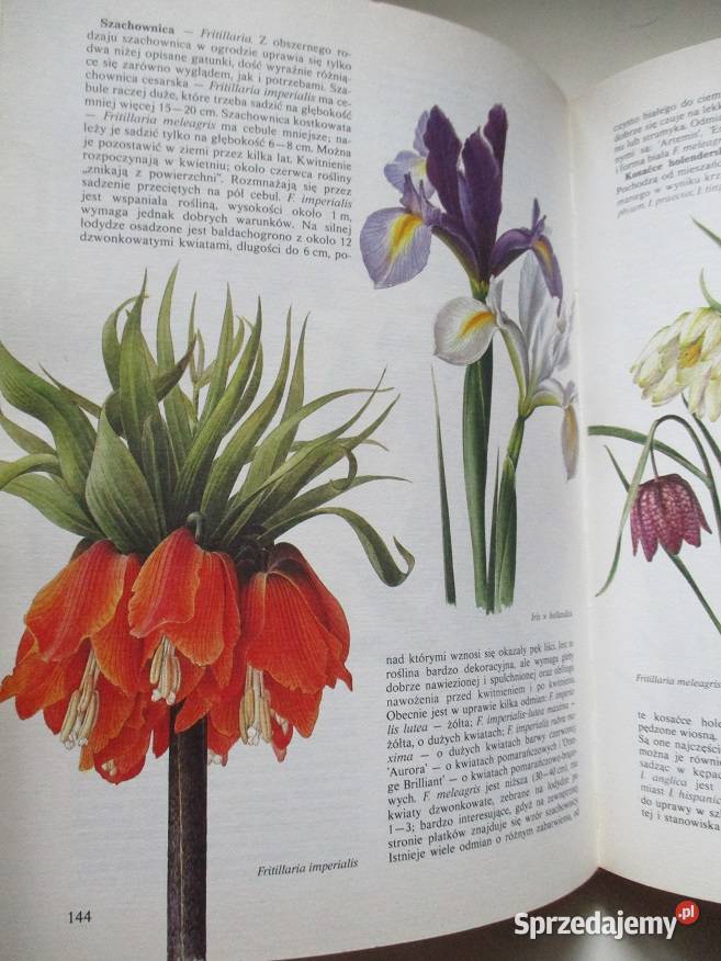 Kwitnący ogród ogród uprawa kwiaty rosliny Łódź