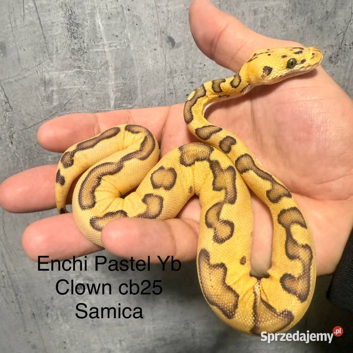 Wąż królewski Gady i płazy Grodzisk Mazowiecki