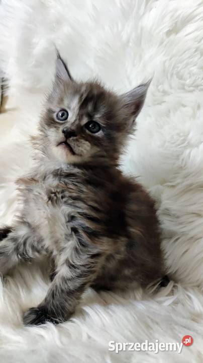 Maine Coon Częstochowa
