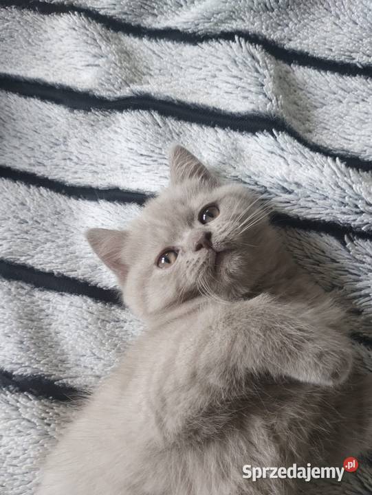 Kot brytyjski śląskie Katowice