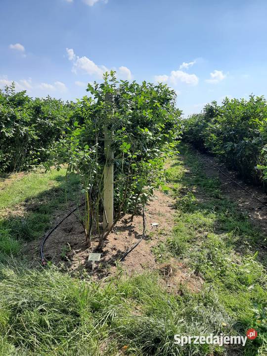 Sprzedam plantację borówki amerykańskiej Sierzchowy